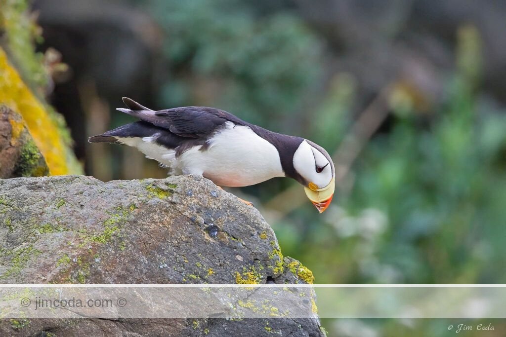 A Horned Puffin stands outside its nest and looks down at the sea.