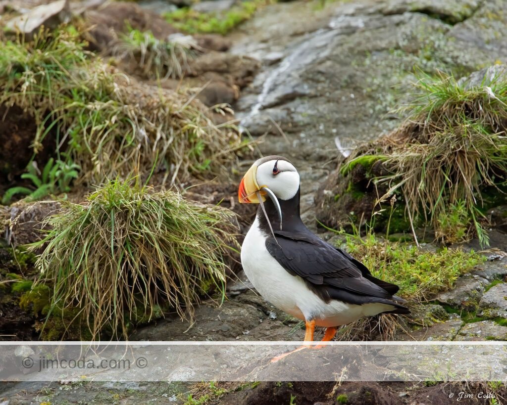A horned puffin stands near its nest with some sand eels.