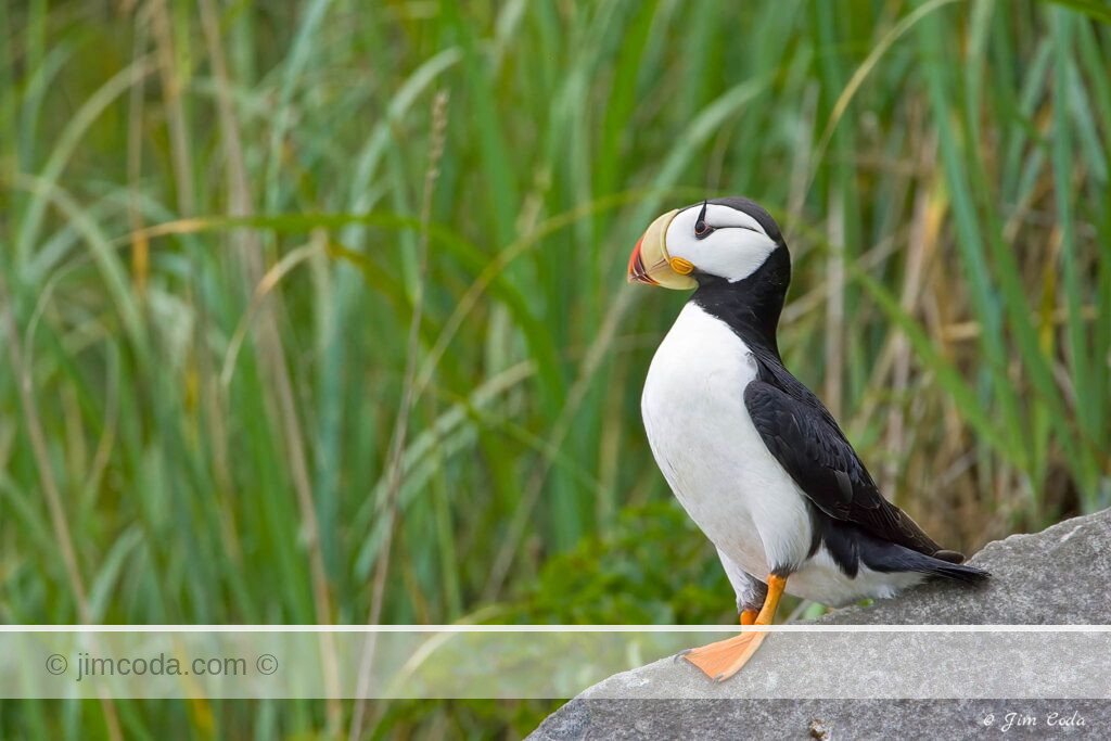 A horned puffin stands on a rock outside its nest on Duck Island in Cook Inlet, Alaska