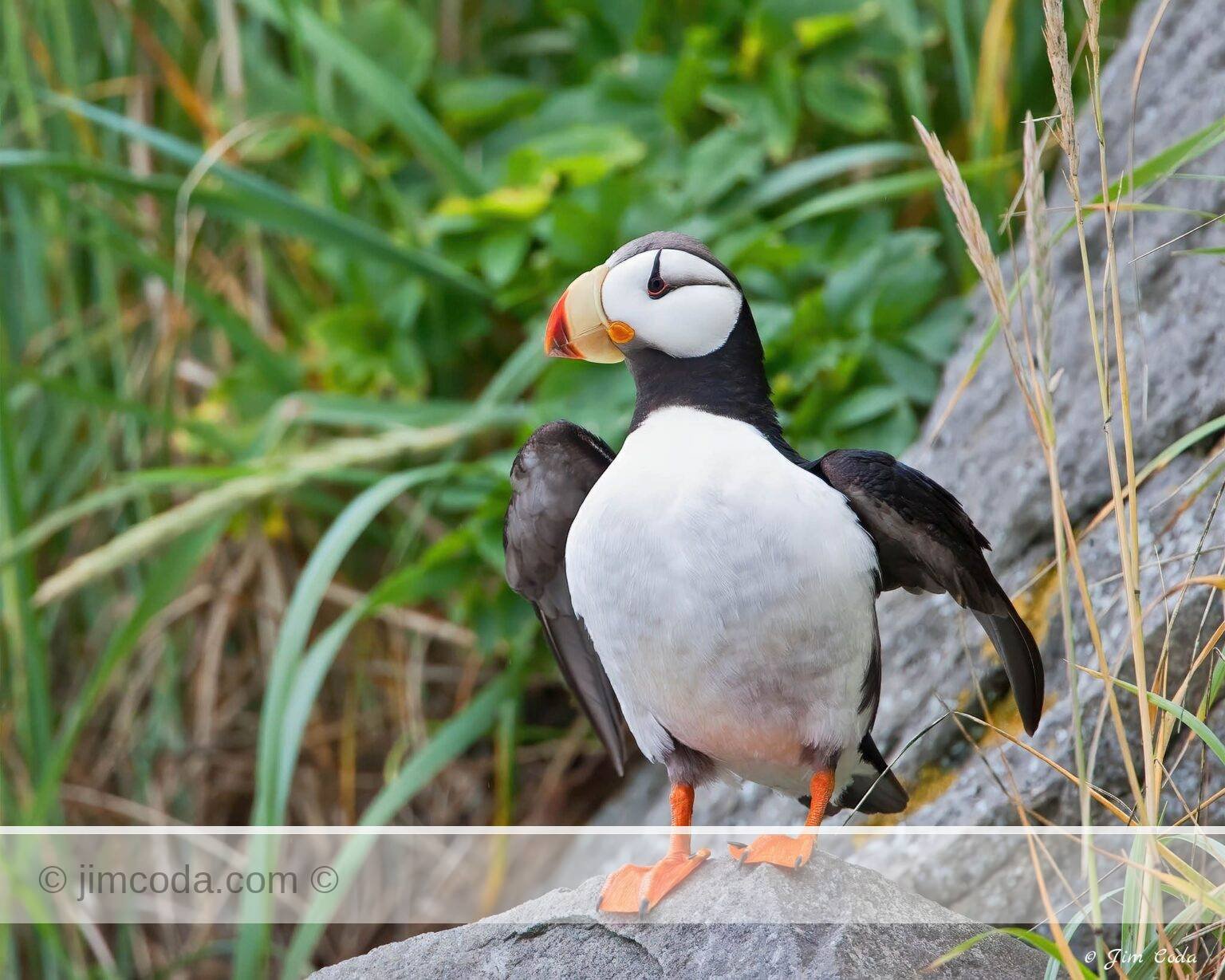 A horned puffin prepares to take off from Duck Island.