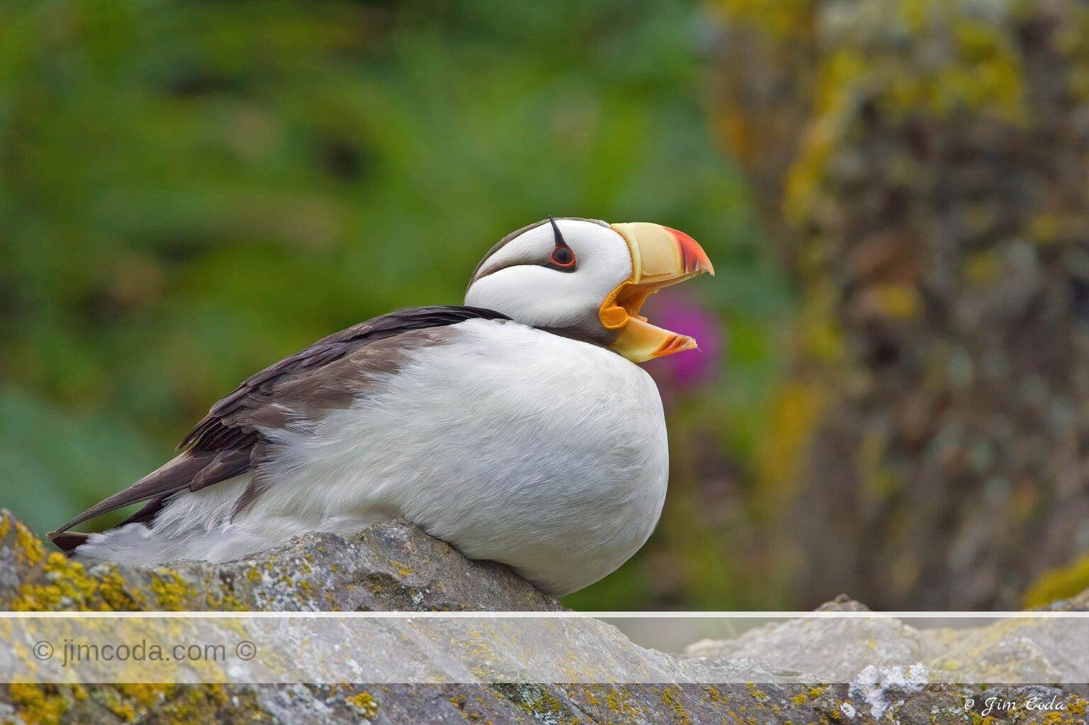 A horned puffin on Duck Island calls.