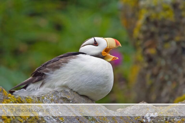 A horned puffin on Duck Island calls.