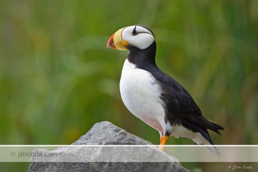 A horned puffin rests on Duck Island in Cook's Inlet, Alaska.