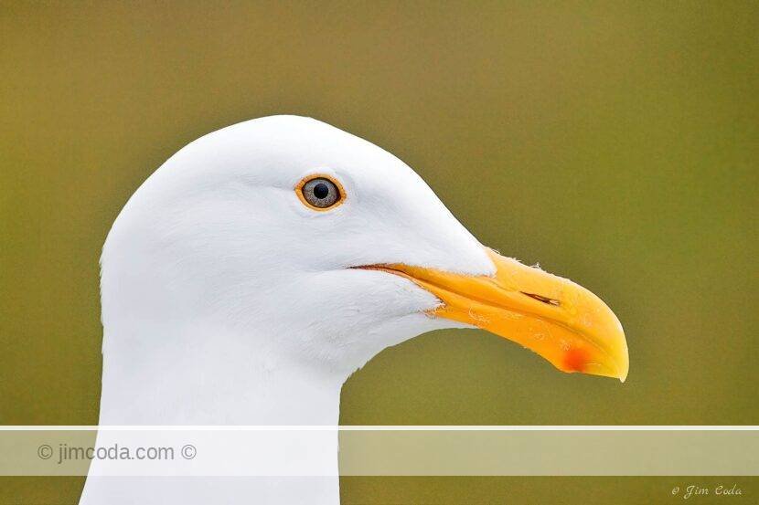 A western gull waits for a handout at the Loch Lomond Marina on San Francisco Bay.