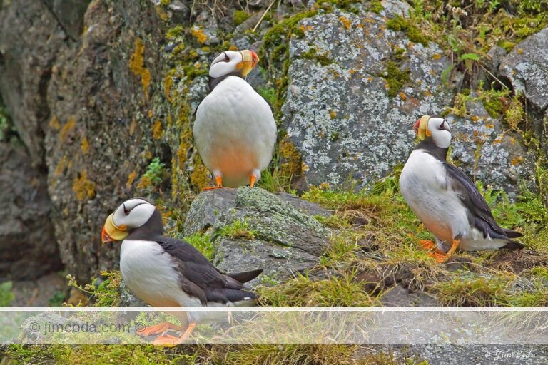 Three horned puffins stand outside their nests on Duck Island in Cook Inlet.
