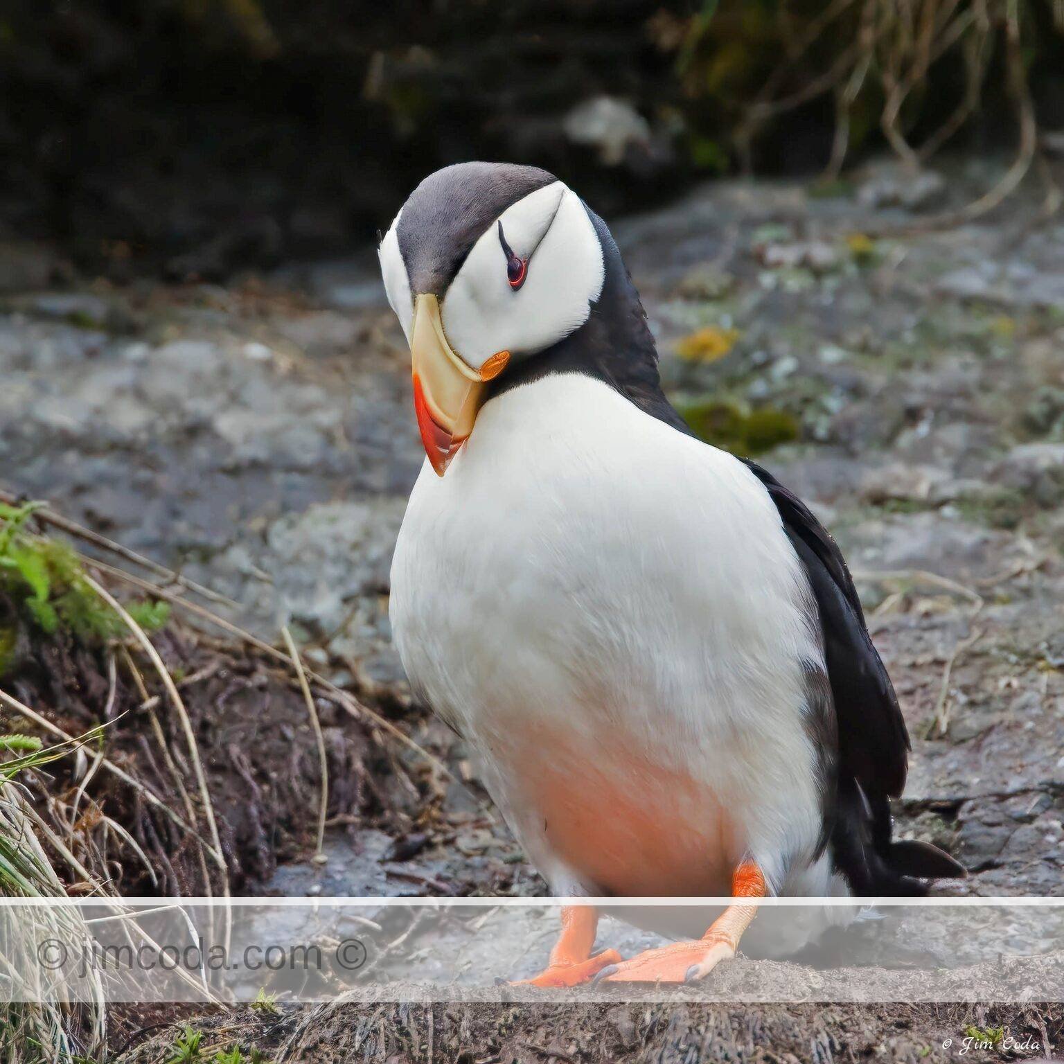 A horned puffin leaves its nest on Duck Island in Alaska to go fishing.