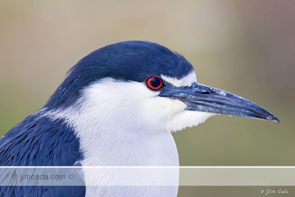 A black-crowned night heron poses on the shore of San Francisco Bay.