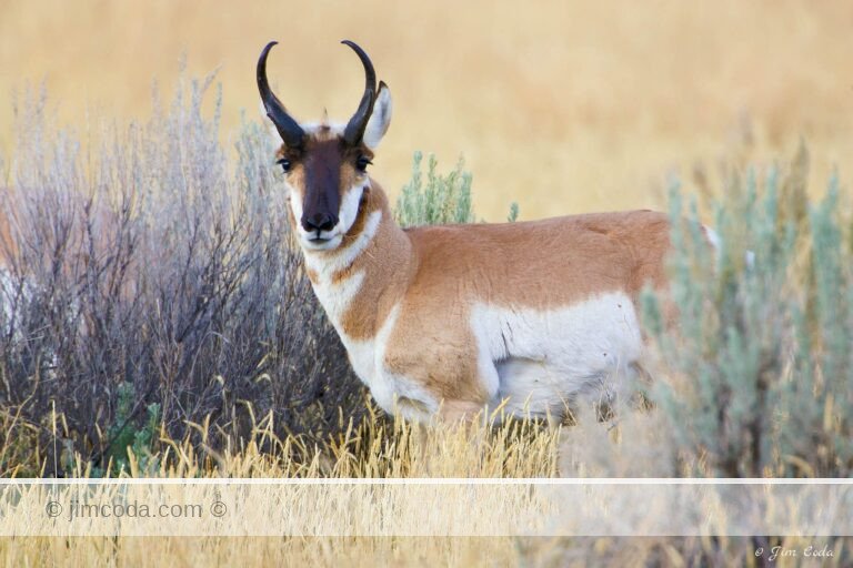 A pronghorn buck stops while feeding near the north boundary line of Yellowstone National Park.