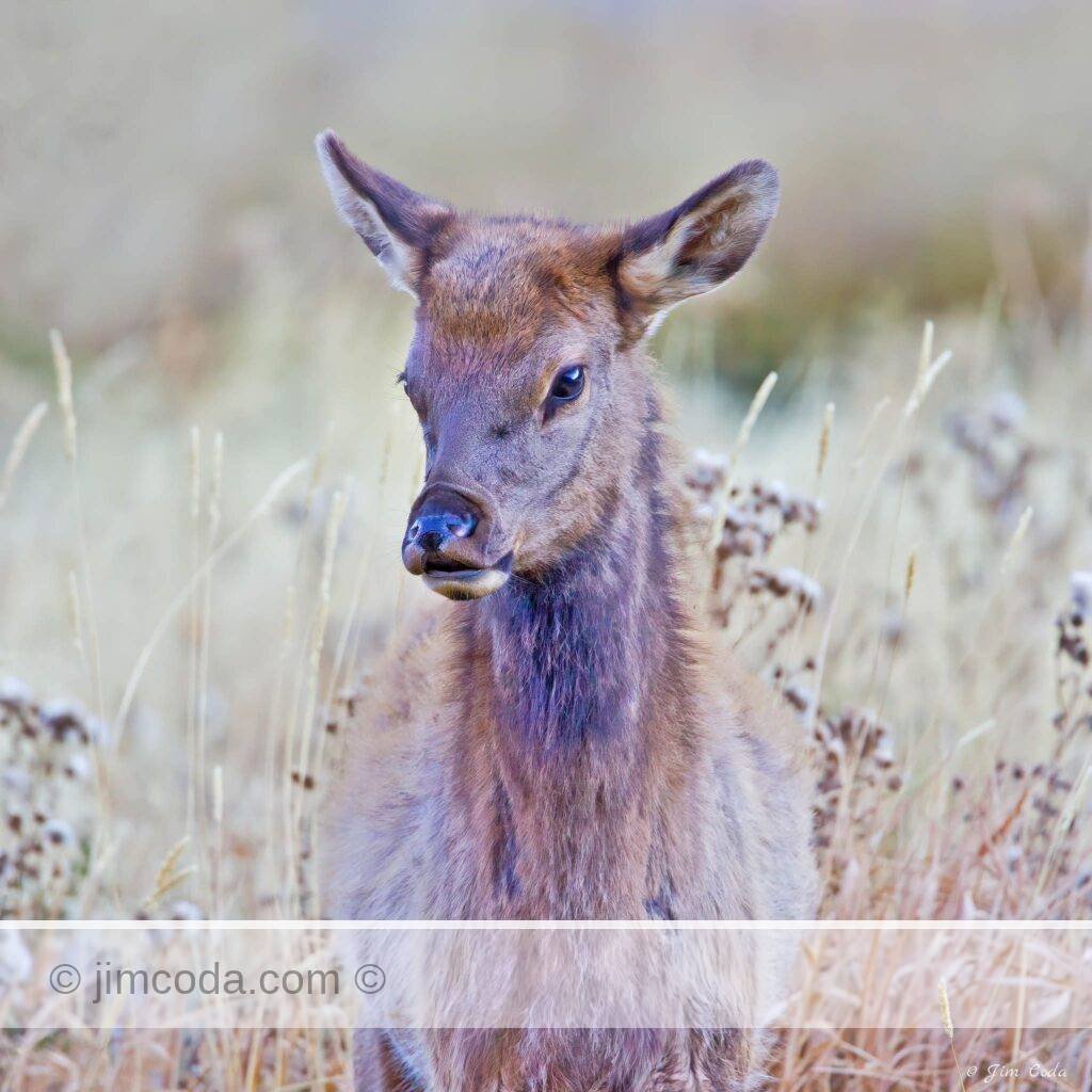 A young cow elk stands on the banks of the Madison River.
