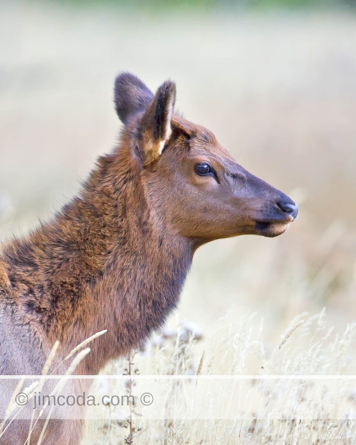 Cow Elk, Yellowstone National Park
