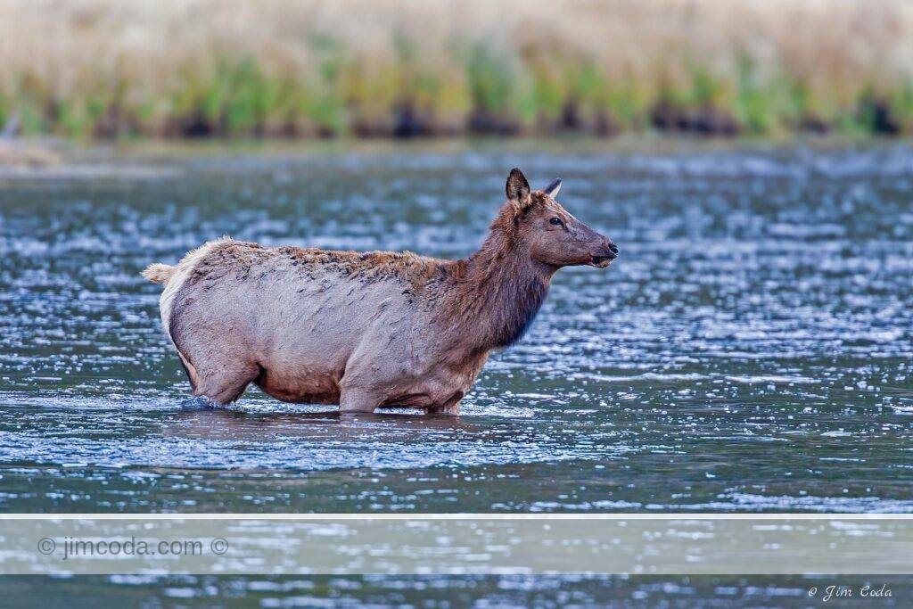 A cow elk crosses the famous Madison River in Yellowstone National Park.
