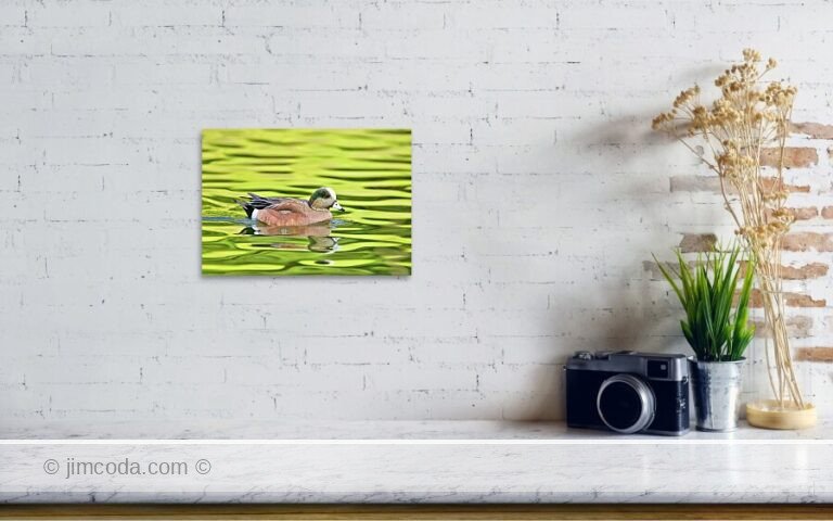 An American wigeon swims in one of the ponds in Golden Gate Park.