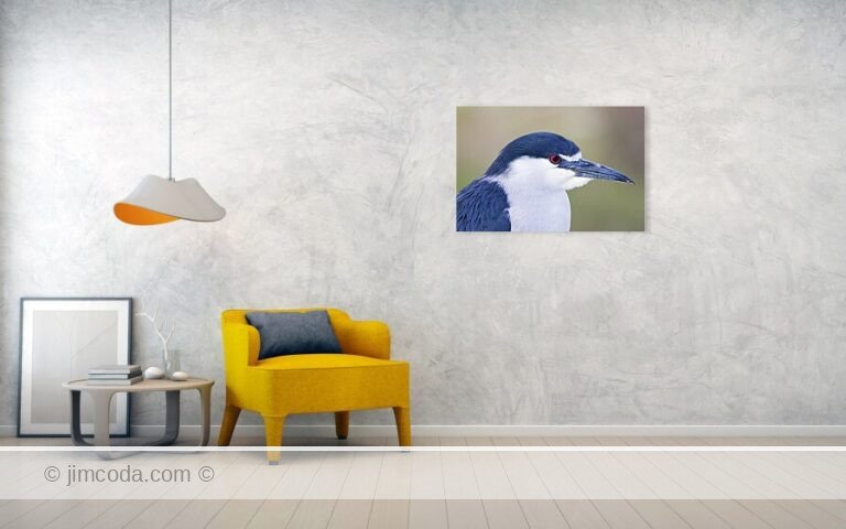 A black-crowned night heron poses on the shore of San Francisco Bay.