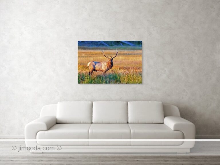 Bull elk in Yellowstone National Park.