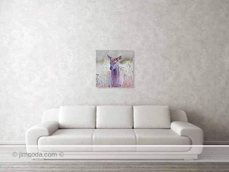 A young cow elk stands on the banks of the Madison River.