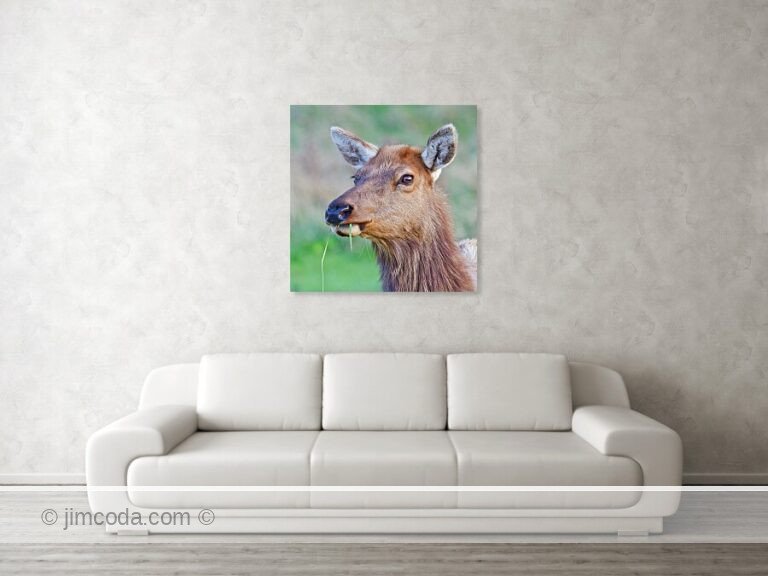 A cow elk grazes in the fenced enclosure of the Point Reyes Elk Reserve.