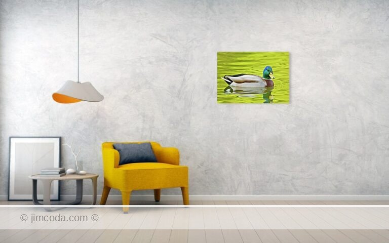 A drake mallard swims near the camera in Lloyd Lake, San Francisco.