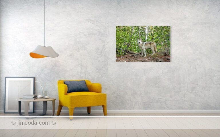 The young alpha female of the Canyon Pack stops on her way to North Twin Lake and an elk carcass.