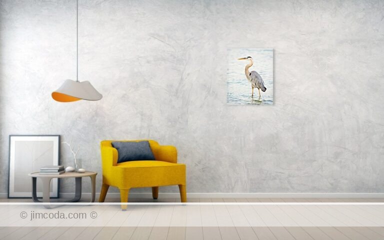 A great blue heron wades near shore on Carlos Bay.