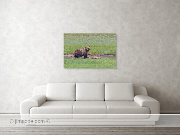 A very large grizzly bear feeds on an elk carcass in a creek. in Yellowstone National Park.