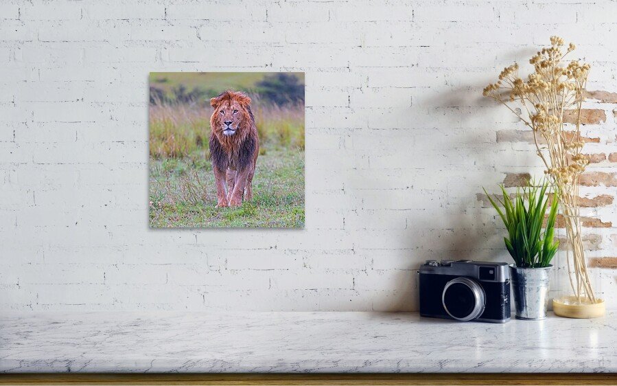 A Male Lion in the Olare Motorogi Conservancy | Buy a Photo Print