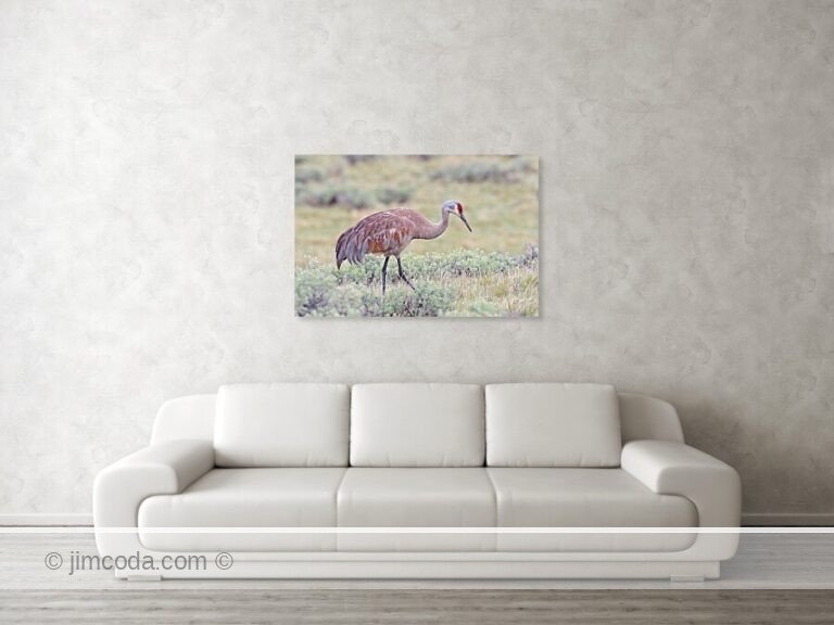 A sandhill crane feeds near Blacktail Pond in Yellowstone National Park.