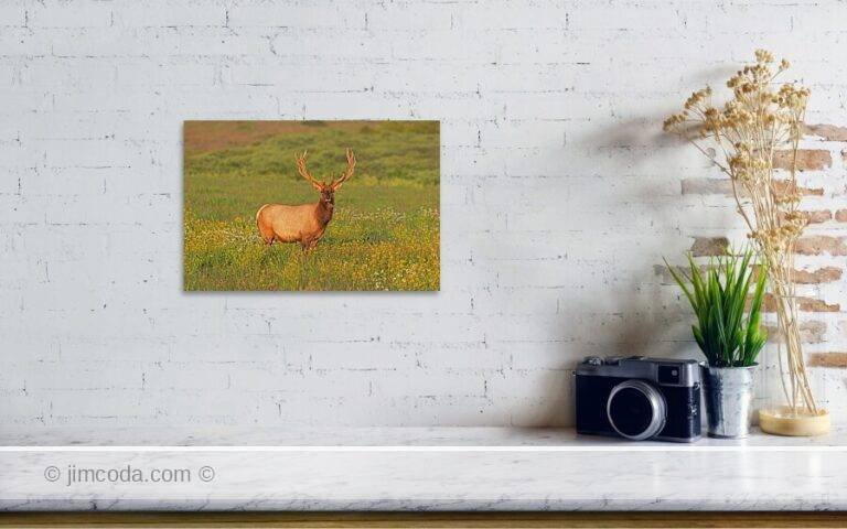Fine art photo print example in living room