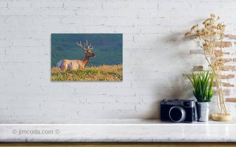 Fine art photo print example in living room