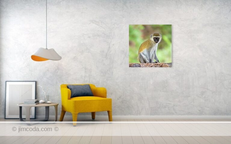 Photo of a vervet monkey, aka black-faced monkey, sitting on a wall in Amboseli National Park, Kenya.