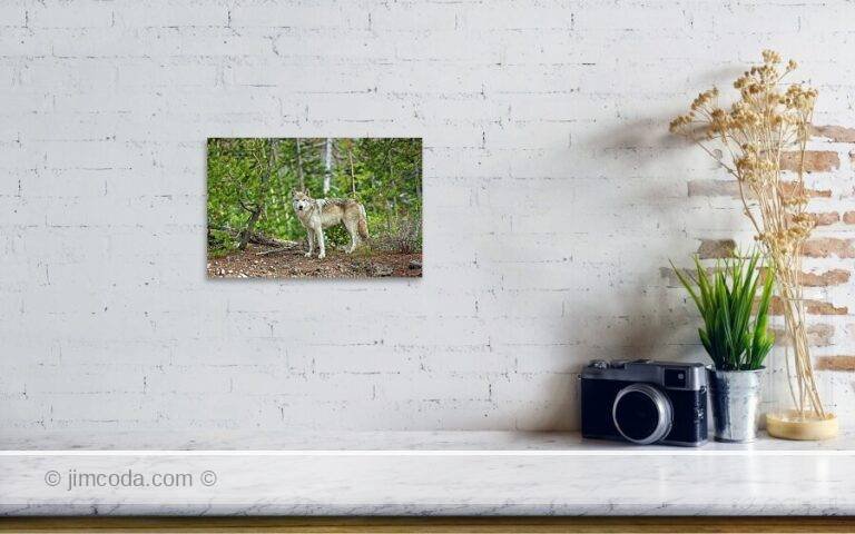 Fine art photo print example in living room