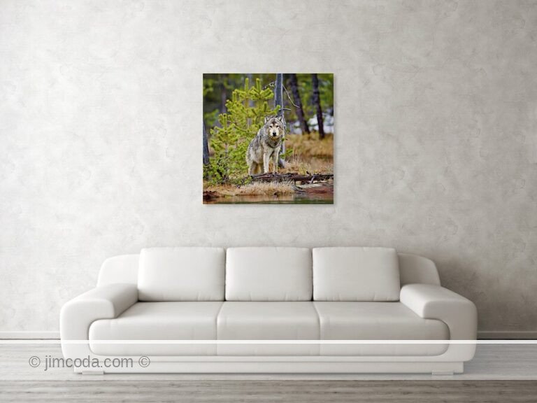 This gray wolf stands near the carcass of a cow elk it killed at Twin Lakes.