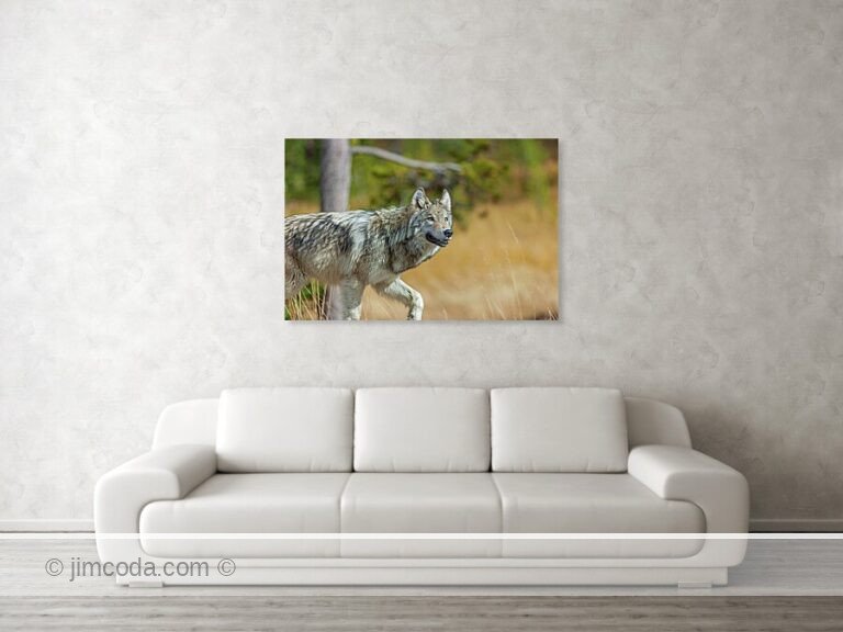 A male wolf is spotted in the western portion of Yellowstone National Park.