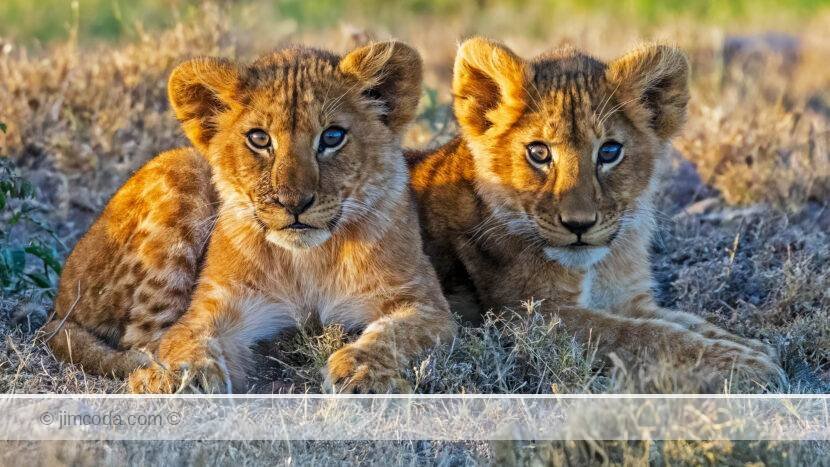 Two lion cubs stare at the camera in the Naboisho Conservancy, Kenya.