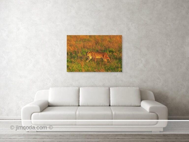 A bobcat moves across a pasture at sunset in Point Reyes National Seashore. Fine art photo print example in living room.