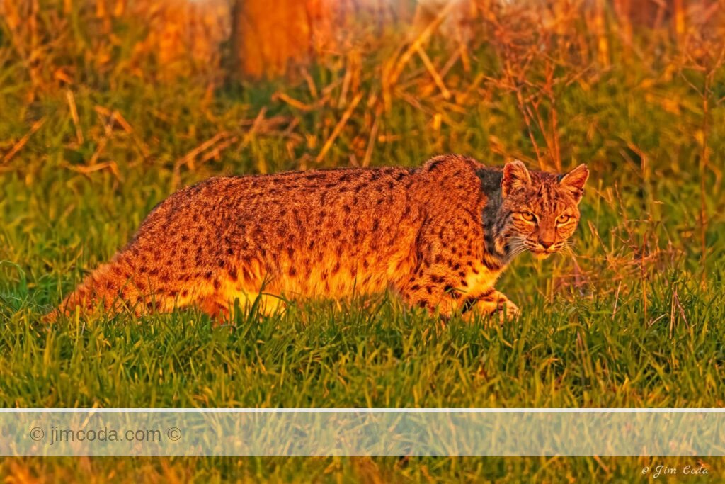 Photo of a bobcat walking a fenceline at sunset in Point Reyes National Seashore.