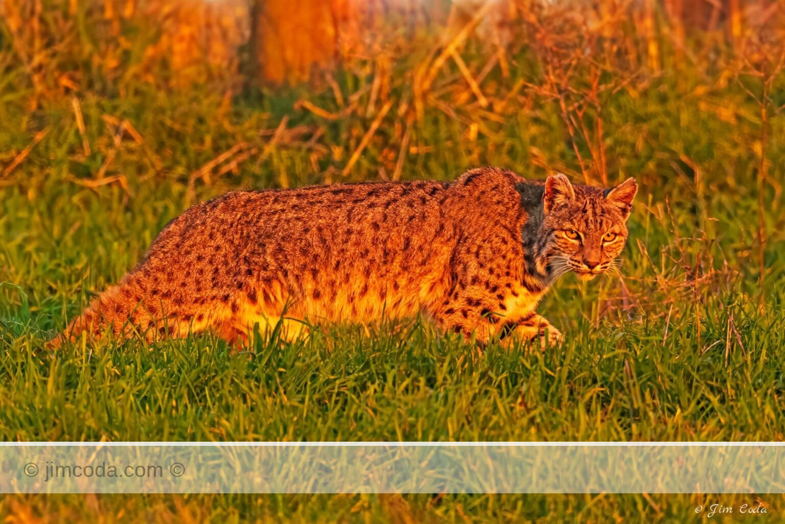 Photo of a bobcat walking a fenceline at sunset in Point Reyes National Seashore.
