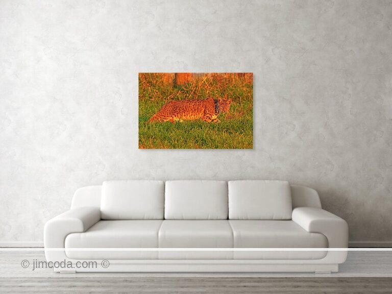 Photo of a bobcat walking a fenceline at sunset in Point Reyes National Seashore. Fine art photo print example in living room. Fine art photo print example in living room.