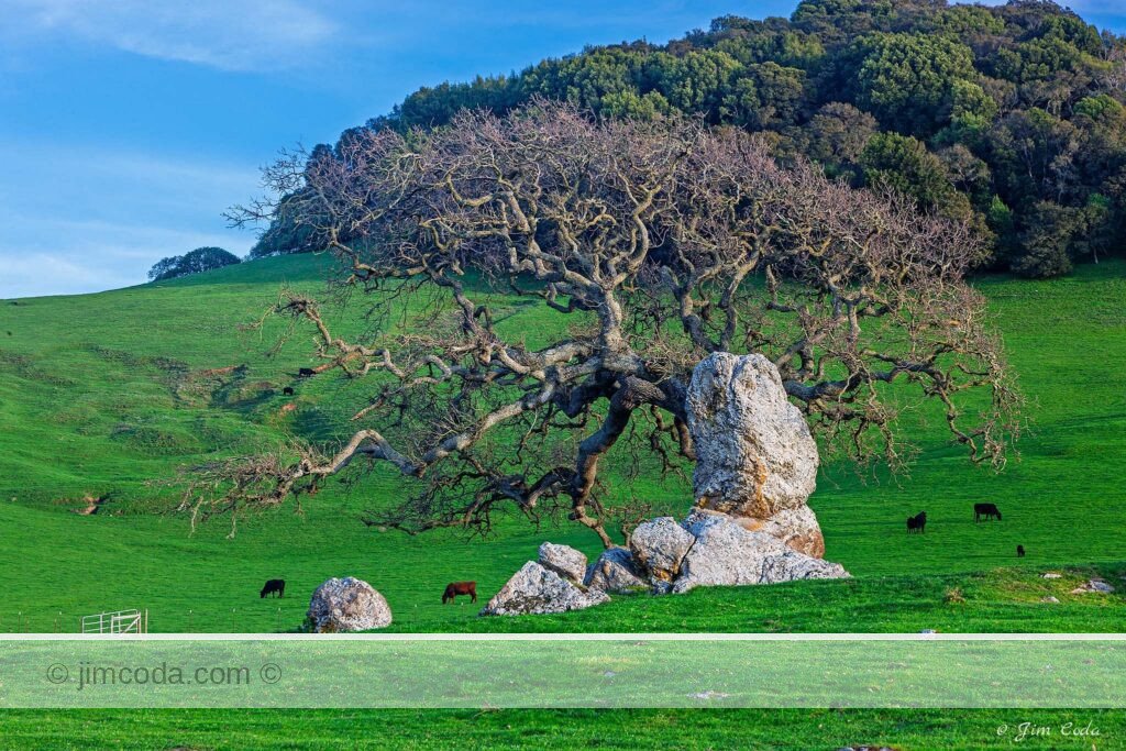 Photo of a tree that looks like it grew out of a rock in Petaluma, California