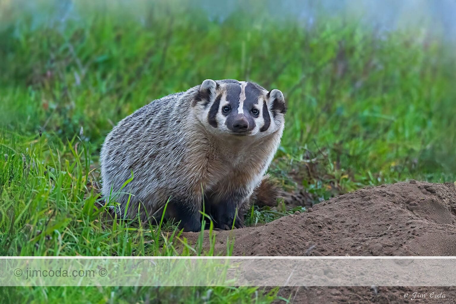 A badger stops digging and looks at the camera in Point Reyes National Seashore, California, USA.