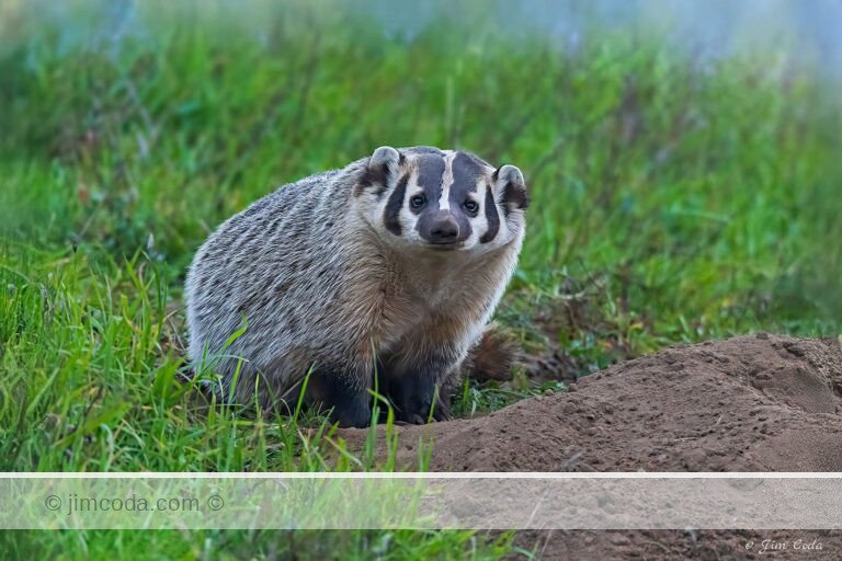 A badger stops digging and looks at the camera in Point Reyes National Seashore, California, USA.
