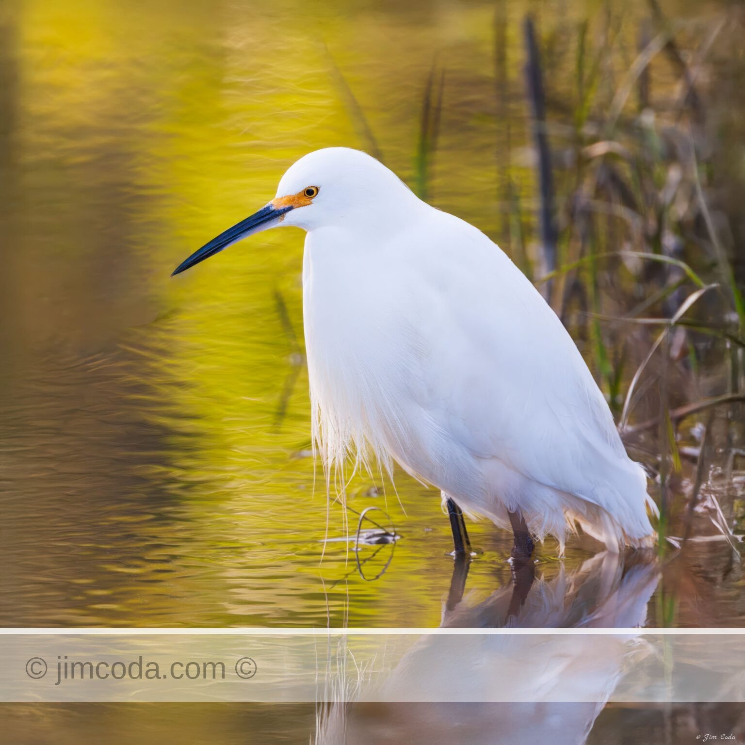 A snowy egret waits for its next meal at Bothin Marsh, Marin County, California, USA.
