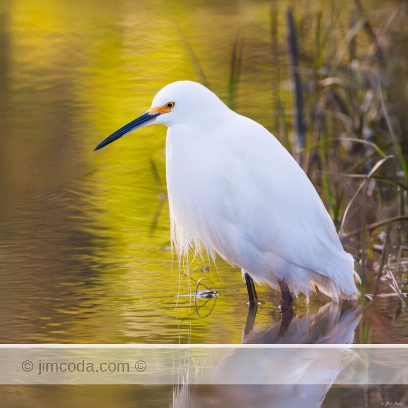 A snowy egret waits for its next meal at Bothin Marsh, Marin County, California, USA.