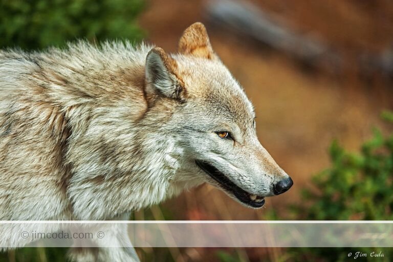 The alpha female of the Canyon Wolf Pack moves through the Twin Lakes Area, Yellowstone National Park.