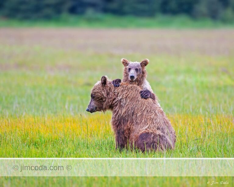Brown bear cub stands behind mom, Lake Clark National Park, southwest Alaska.