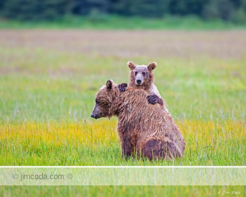 Brown bear cub stands behind mom, Lake Clark National Park, southwest Alaska.