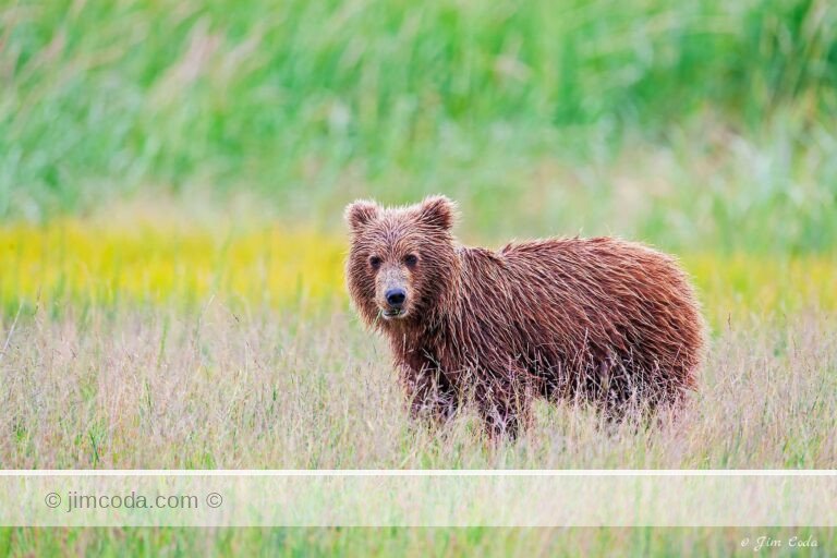 A brown bear cub grazes on sedge grass in Lake Clark National Park, southwest Alaska.
