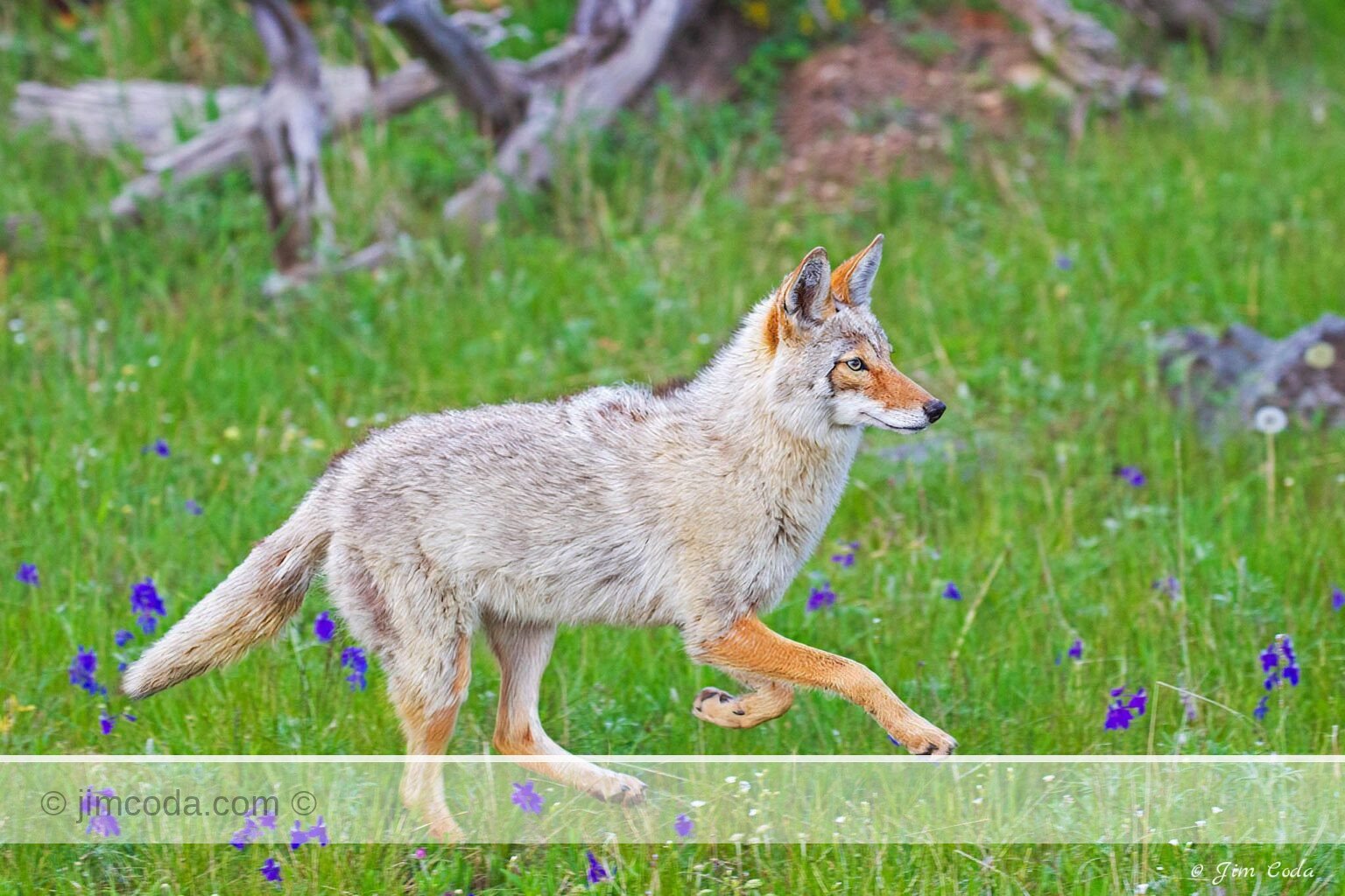 A coyote runs across a patch of wildflowers in Yellowstone National Park.