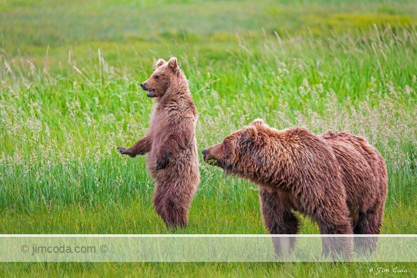 A brown bear cub stands for a better look while mom looks on in Lake Clark National Park, southwest Alaska.