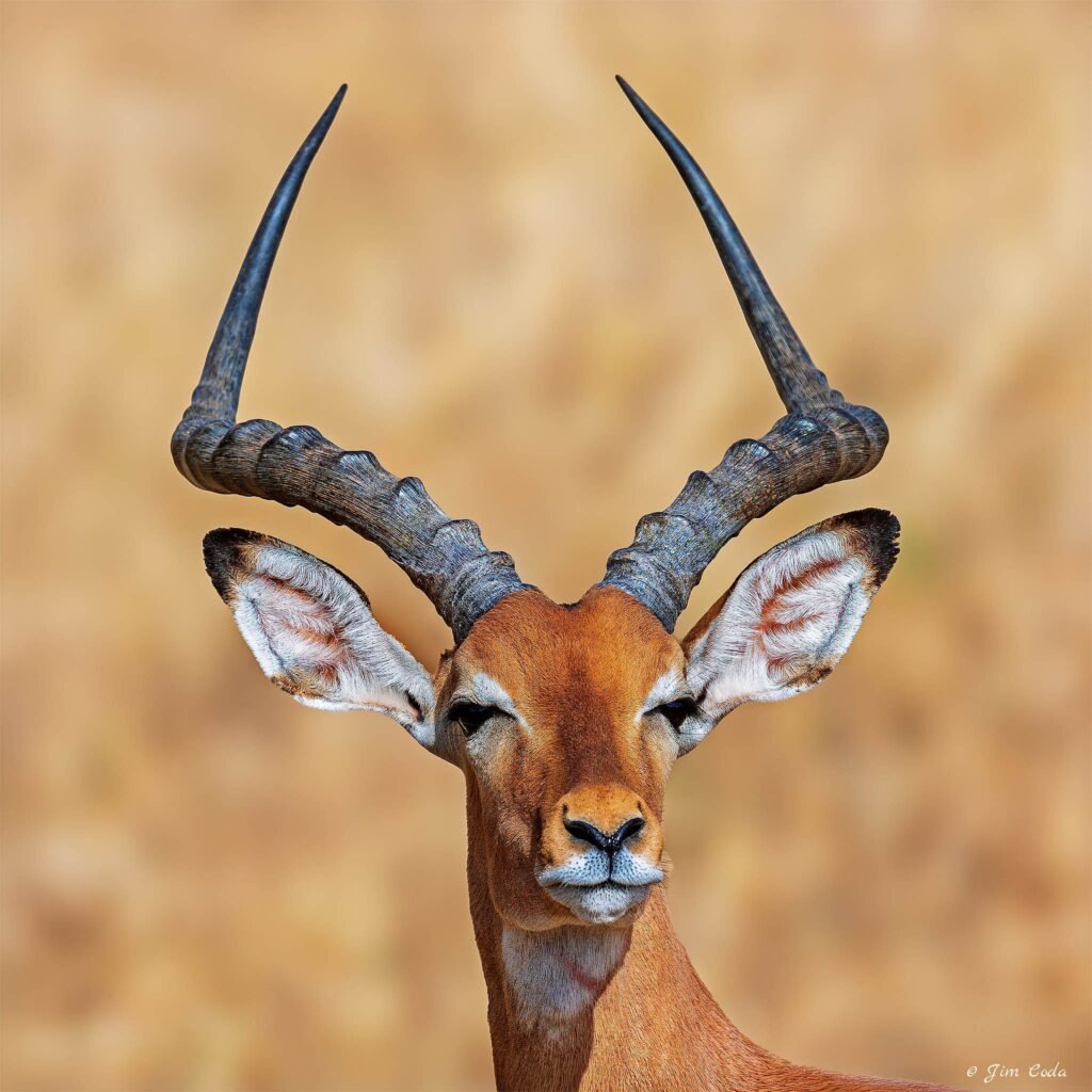 A male impala stops for a second in Tarangire National park.