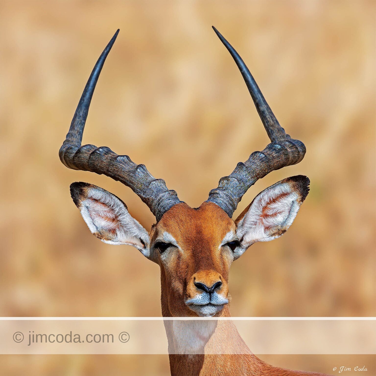A male impala stops for a second in Tarangire National park.